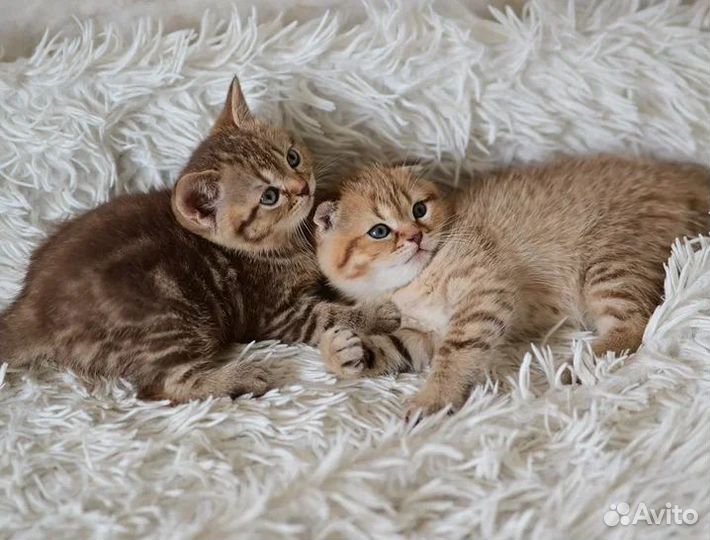Милота