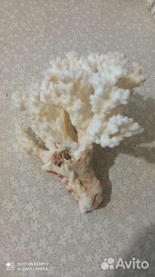 Коралл и ракушки для акваурима