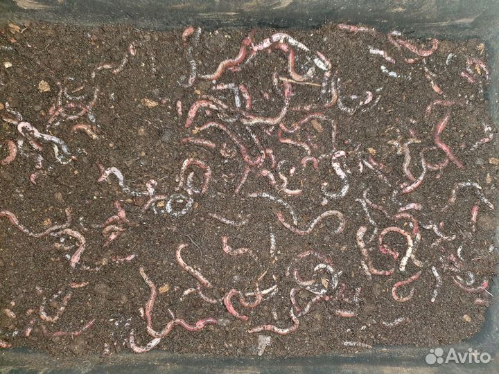 Червь дендробена