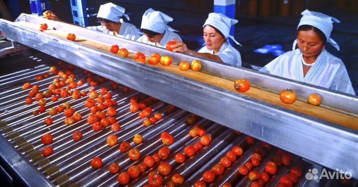 Сортировка в теплице (оплата ежедневная)