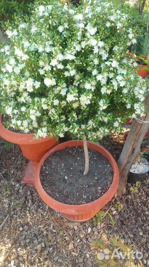 Миртовое дерево