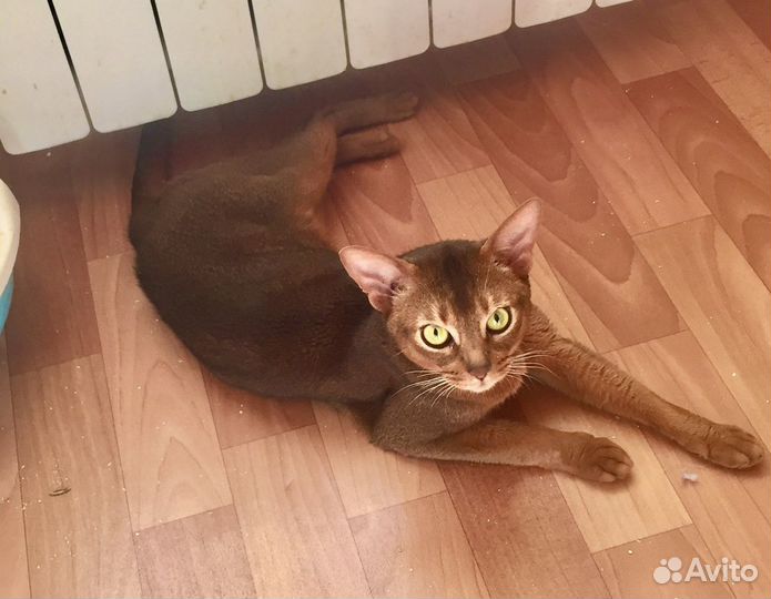 Кот продается