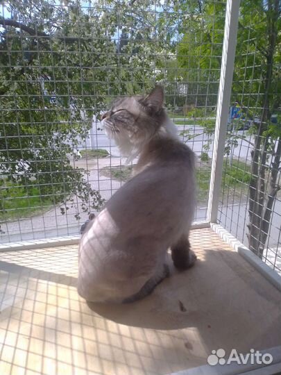 Услуги грумера