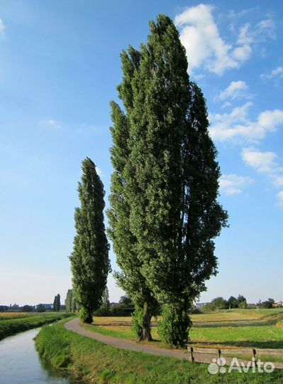 Саженцы Тополя