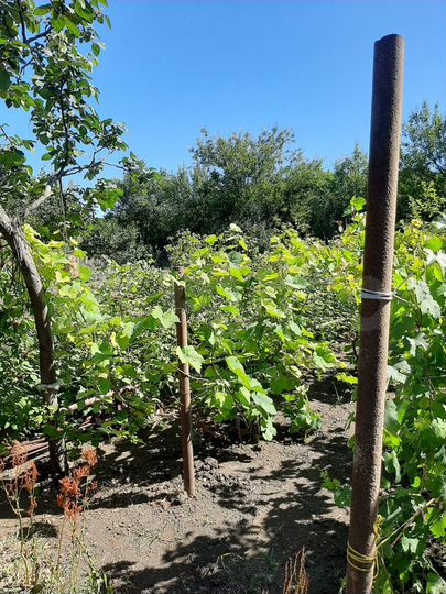 Участок 9 сот. (СНТ, ДНП)