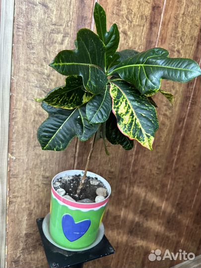 Продам цветы комнатные