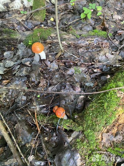 Грибы подосиновики