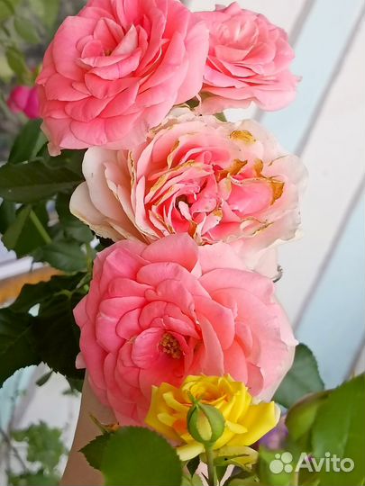 Тибетская малина (розоволистная), Мята вариегатная