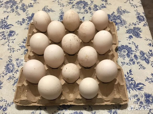 Гусиные яйца купить. Авито Зарайск купить яйцо гусиное инкубационное. Купить гусиное яйцо на авито