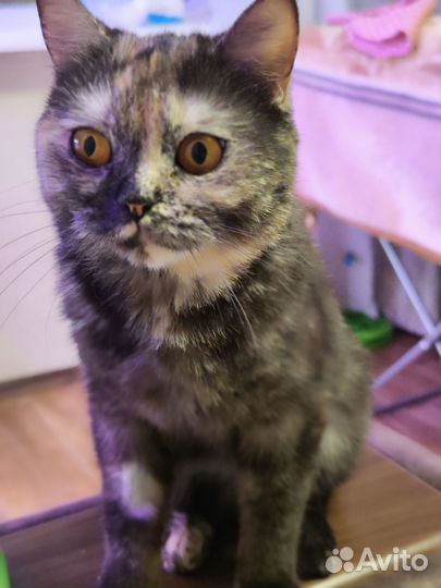 Кошка ищет дом