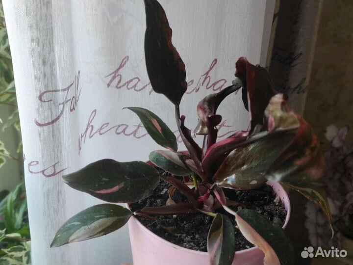 Филодендрон