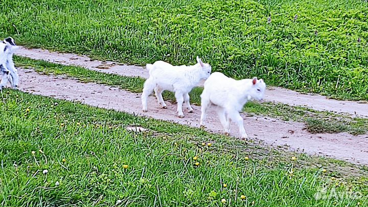 Козлята и козочка