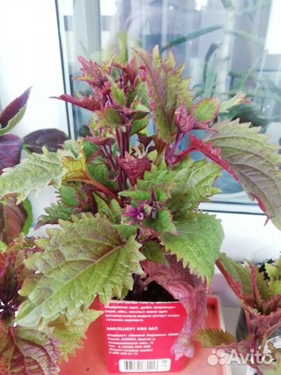 Черенки колеуса