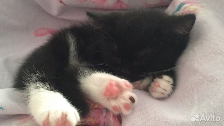 Кошечка шотландка