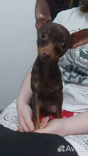 Русский той-терьер мини