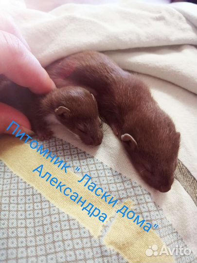 Ласка. Куница