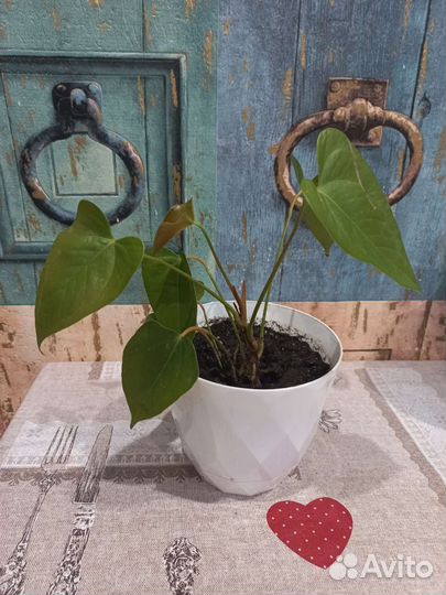 Диффенбахия