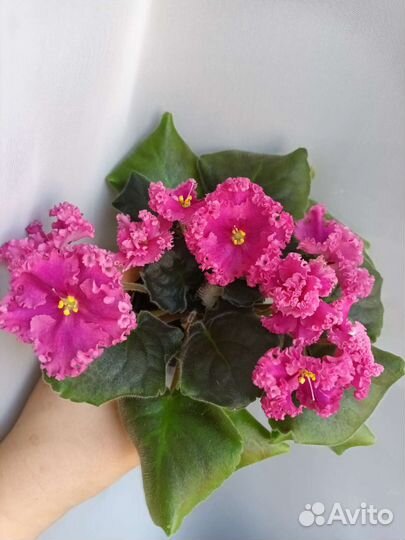 Фиалка сортовая лист