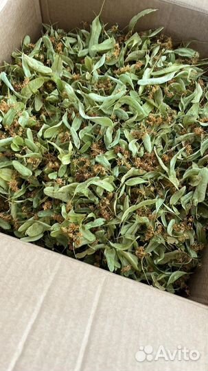 Чай липовый