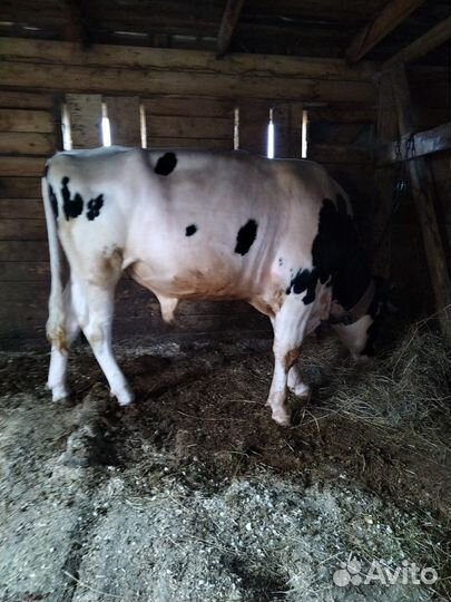 Бык на племя