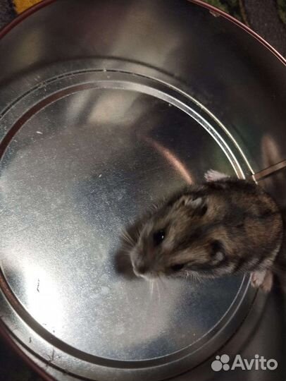 Джунгарский хомяк