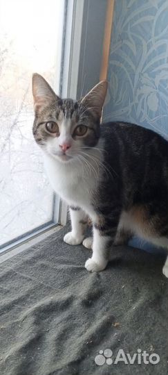 Кошечка Мурка, в добрые руки