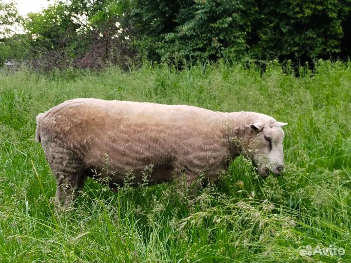 Баран тексель