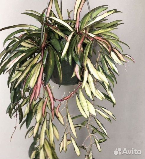 Хойи сортовые