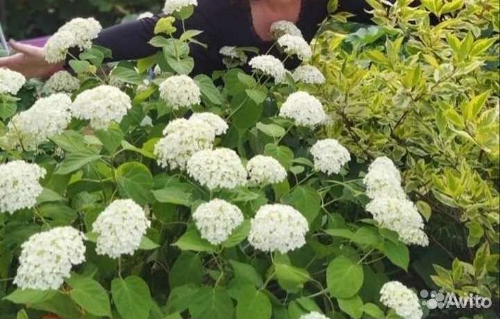 Жасмин махровый,Гортензия,цветущие кусты