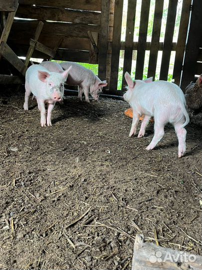 Сельхоз животные, поросята