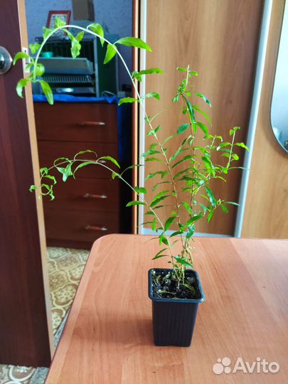 Фиалки, Гранат комнатный