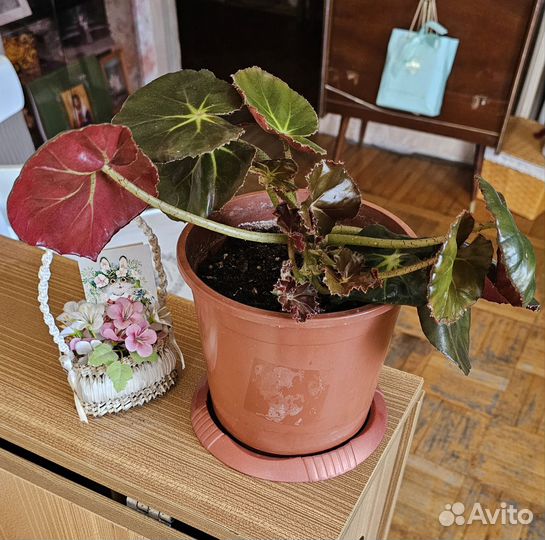 Бегония краснолистная