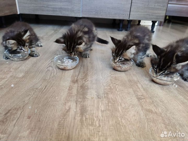 Котята мейн-кун