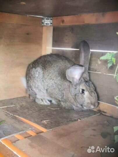 Кролики немецких пород