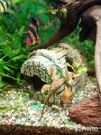 Чистка аквариума в Москве