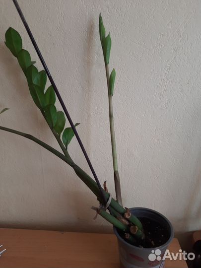 Замиокулькас