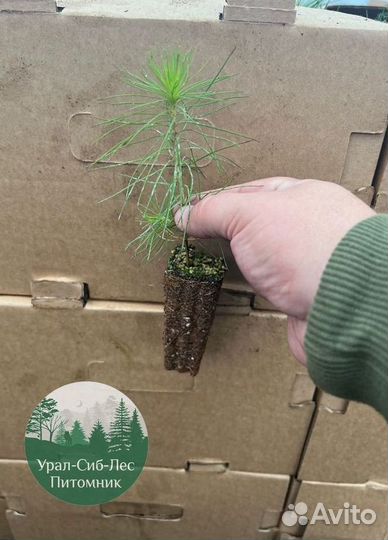 Зкс и окс Сосна Ель Лиственница сеянцы Голуб горн