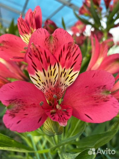 Альстромерии в горшках