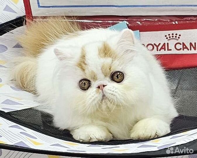 Персидский котенок