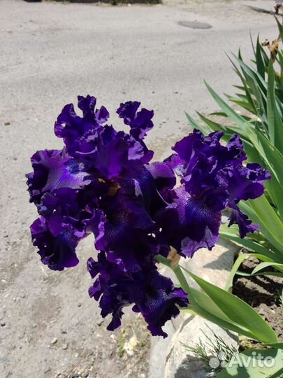 Ирисы бородатые