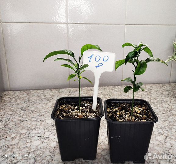 Мандариновое дерево