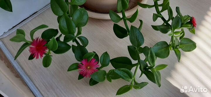 Аптения и другие комнатные цветы