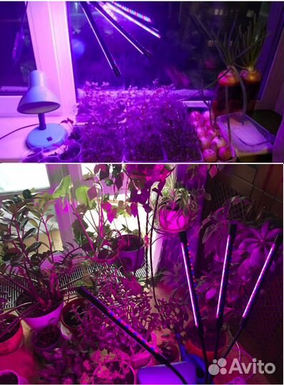 Фито лампа для растений и рассады с таймером