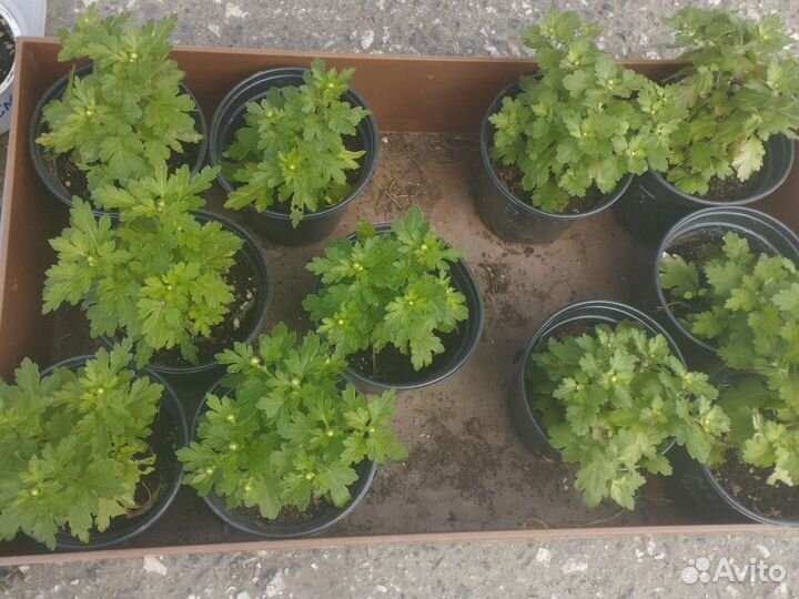 Хризантемы мультифлора