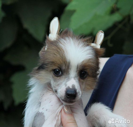 Голыши китайчики