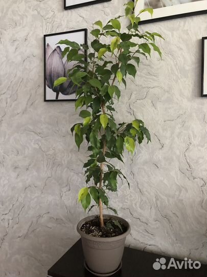 Сортовые фикусы