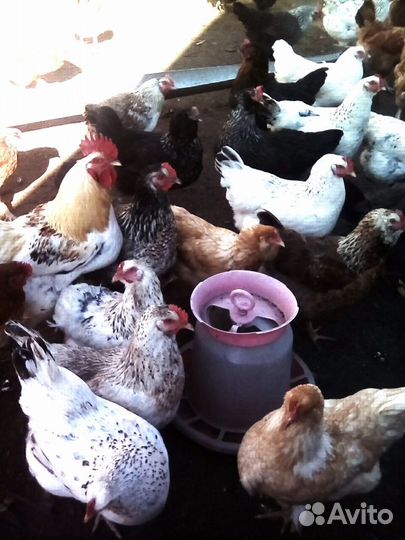 Инкубационное яйцо куриное