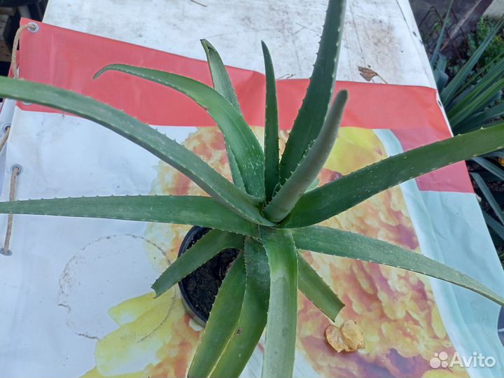 Алоэ лечебный