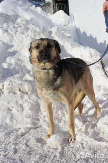 Октавию выкинули на мороз щенком