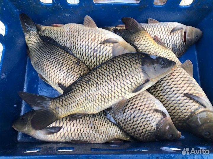 Живая рыба:Карп, Белый Амур, Толстолобик Оптом
